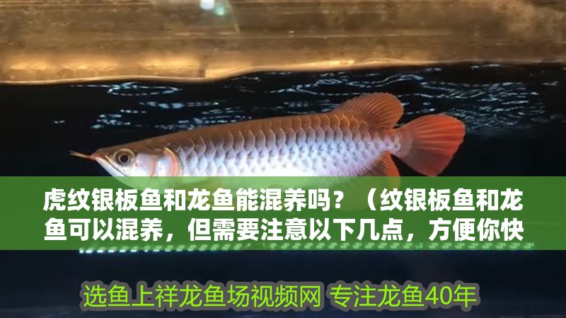 虎紋銀板魚和龍魚能混養嗎？（紋銀板魚和龍魚可以混養，但需要注意以下幾點，方便你快速參考）