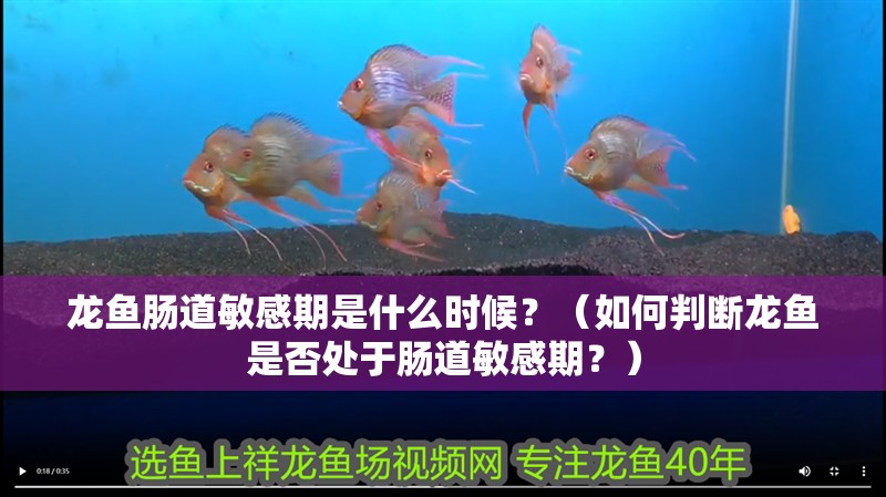 龍魚腸道敏感期是什么時候？（如何判斷龍魚是否處于腸道敏感期？） 龍魚腸道敏感期是什么時候？（如何判斷龍魚是否處于腸道敏感期？） 龍魚百科