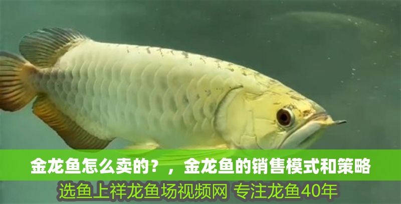 金龍魚怎么賣的？，金龍魚的銷售模式和策略 金龍魚怎么賣的？，金龍魚的銷售模式和策略 龍魚百科 第2張