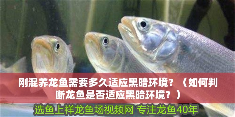 剛混養龍魚需要多久適應黑暗環境？（如何判斷龍魚是否適應黑暗環境？）