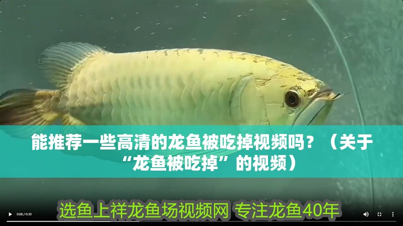 能推薦一些高清的龍魚被吃掉視頻嗎？（關于“龍魚被吃掉”的視頻）