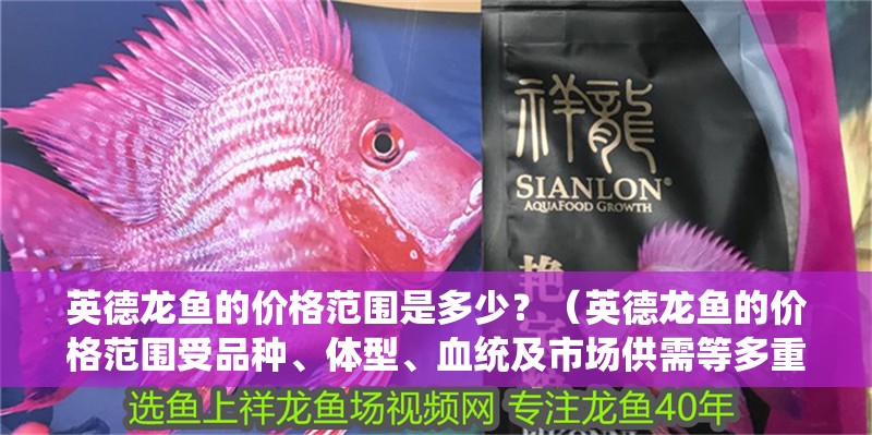 英德龍魚的價格范圍是多少？（英德龍魚的價格范圍受品種、體型、血統及市場供需等多重因素影響）