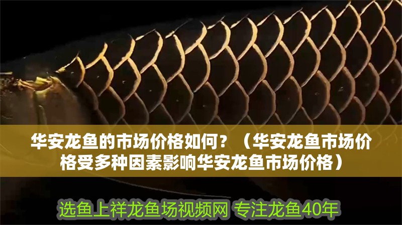 華安龍魚的市場價格如何？（華安龍魚市場價格受多種因素影響華安龍魚市場價格）