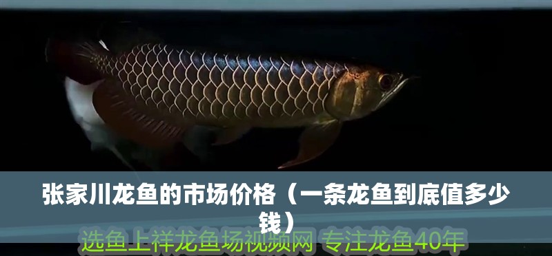 張家川龍魚的市場價格（一條龍魚到底值多少錢）