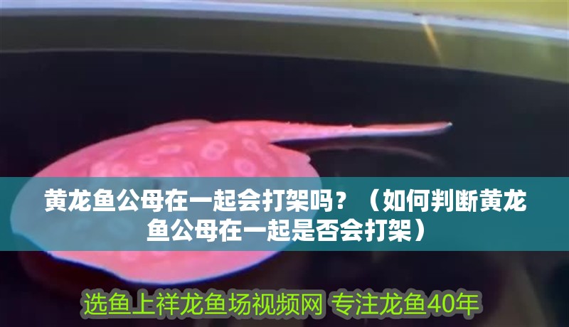 黃龍魚公母在一起會(huì)打架嗎？（如何判斷黃龍魚公母在一起是否會(huì)打架）