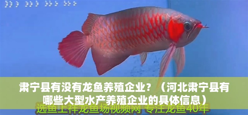 肅寧縣有沒有龍魚養(yǎng)殖企業(yè)？（河北肅寧縣有哪些大型水產(chǎn)養(yǎng)殖企業(yè)的具體信息）