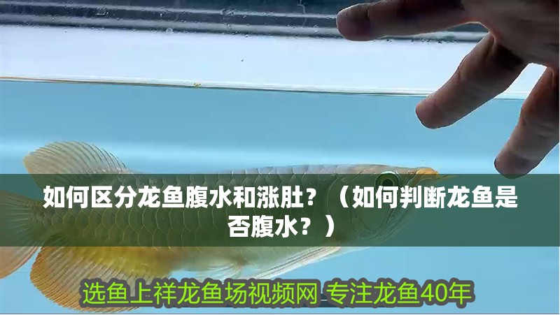 如何區(qū)分龍魚腹水和漲肚？（如何判斷龍魚是否腹水？）