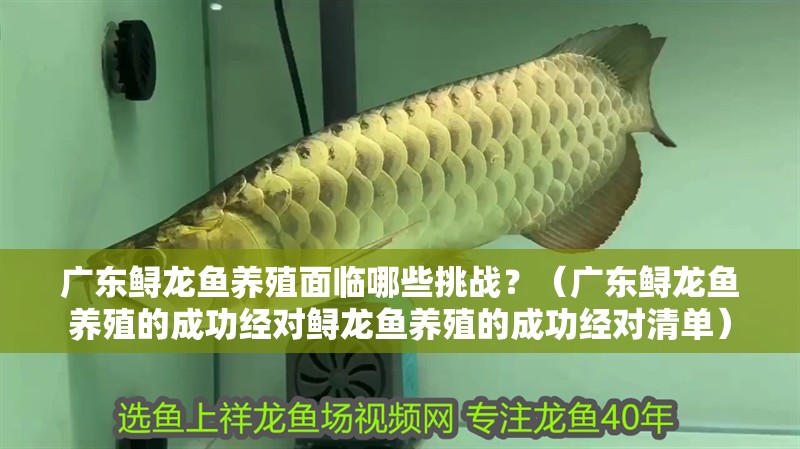 廣東鱘龍魚養殖面臨哪些挑戰？（廣東鱘龍魚養殖的成功經對鱘龍魚養殖的成功經對清單）