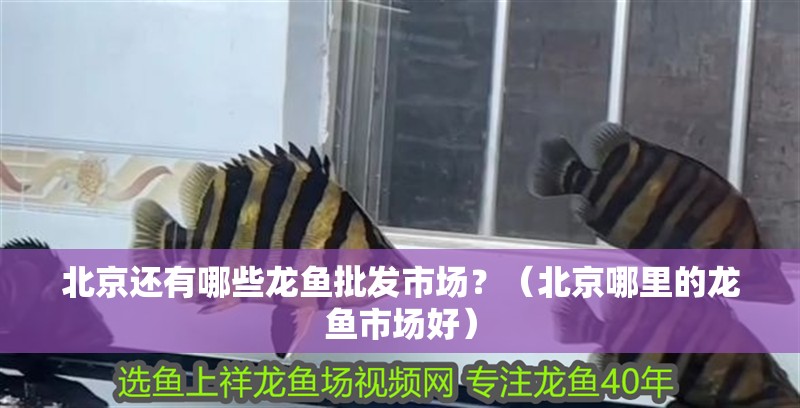 <strong><mark>北京</mark></strong>還有哪些龍魚批發(fā)市場？（<strong><mark>北京</mark></strong>哪里的龍魚市場好）
