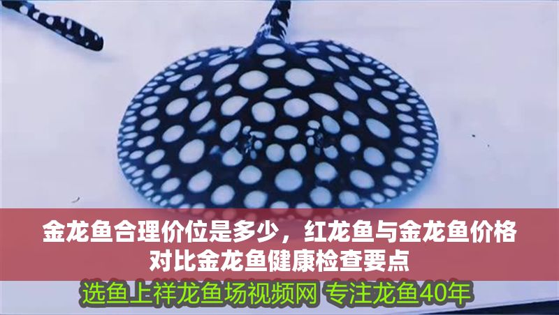 金龍魚合理價位是多少，紅龍魚與金龍魚價格對比金龍魚健康檢查要點