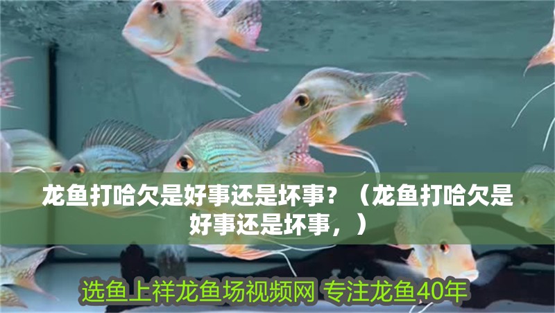 龍魚打哈欠是好事還是壞事？（龍魚打哈欠是好事還是壞事，） 龍魚打哈欠是好事還是壞事？（龍魚打哈欠是好事還是壞事，） 龍魚百科