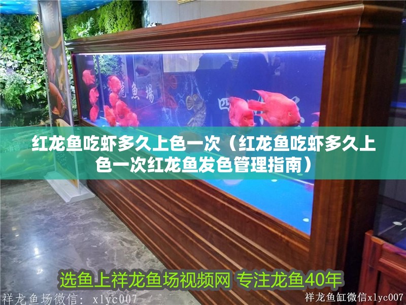 紅龍魚吃蝦多久上色一次（紅龍魚吃蝦多久上色一次紅龍魚發色管理指南）