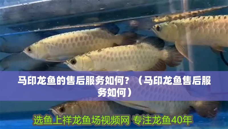 馬印龍魚的售后服務如何？（馬印龍魚售后服務如何）