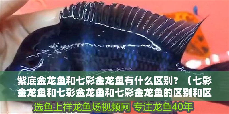 紫底金龍魚和七彩金龍魚有什么區別？（七彩金龍魚和七彩金龍魚和七彩金龍魚的區別和區別） 紫底金龍魚和七彩金龍魚有什么區別？（七彩金龍魚和七彩金龍魚和七彩金龍魚的區別和區別） 龍魚百科