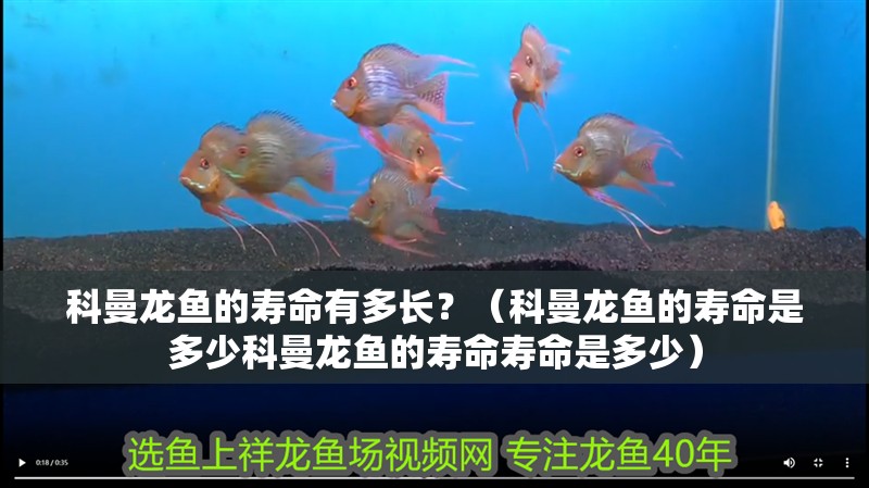 科曼龍魚的壽命有多長？（科曼龍魚的壽命是多少科曼龍魚的壽命壽命是多少） 科曼龍魚的壽命有多長？（科曼龍魚的壽命是多少科曼龍魚的壽命壽命是多少） 龍魚百科