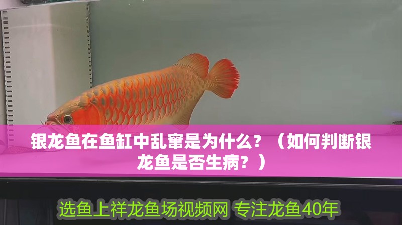 銀龍魚(yú)在魚(yú)缸中亂竄是為什么？（如何判斷銀龍魚(yú)是否生病？）