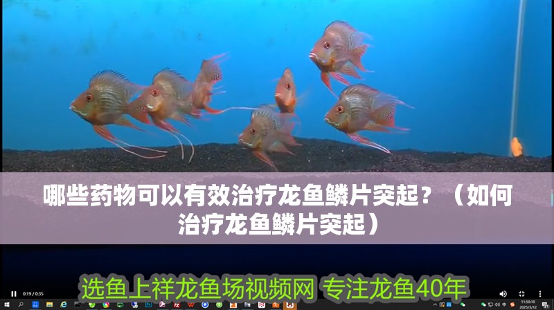 哪些藥物可以有效治療龍魚鱗片突起？（如何治療龍魚鱗片突起）