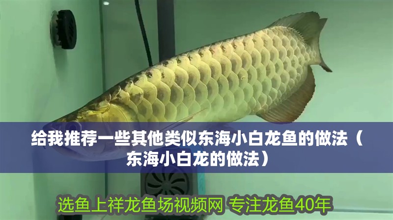 給我推薦一些其他類似東海小白龍魚的做法（東海小白龍的做法） 給我推薦一些其他類似東海小白龍魚的做法（東海小白龍的做法） 龍魚百科