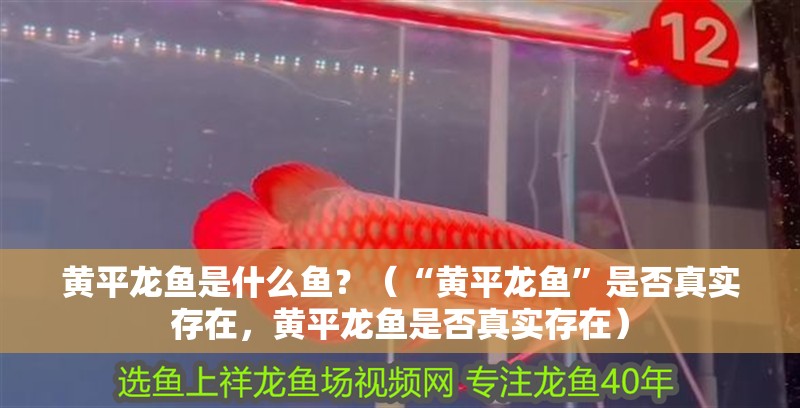 黃平龍魚(yú)是什么魚(yú)？（“黃平龍魚(yú)”是否真實(shí)存在，黃平龍魚(yú)是否真實(shí)存在）