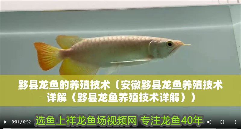 黟縣龍魚的養殖技術（<strong><mark>安徽</mark></strong>黟縣龍魚養殖技術詳解（黟縣龍魚養殖技術詳解））