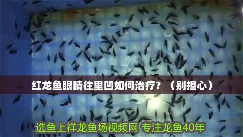 紅龍魚眼睛往里凹如何治療？（別擔心）