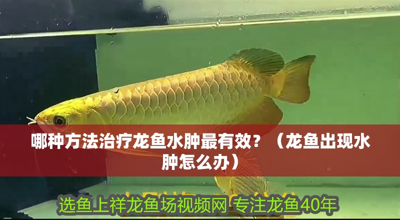 哪種方法治療龍魚水腫最有效？（龍魚出現水腫怎么辦）