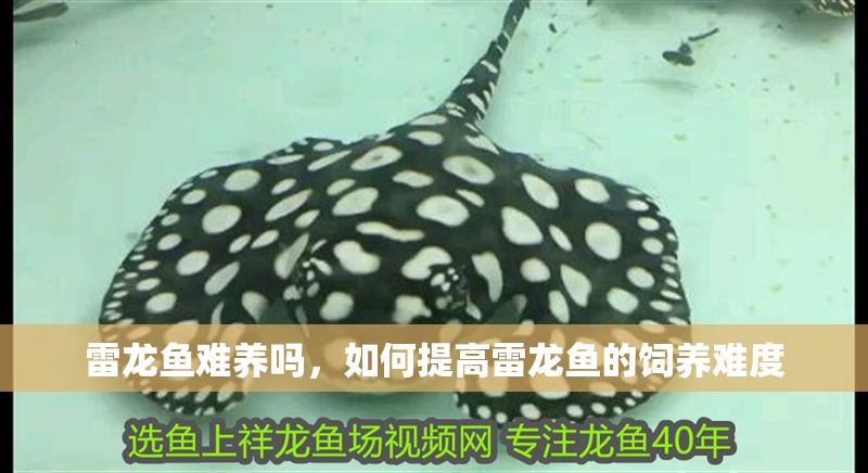雷龍魚難養嗎，如何提高雷龍魚的飼養難度