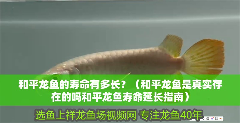 和平龍魚的壽命有多長？（和平龍魚是真實(shí)存在的嗎和平龍魚壽命延長指南）