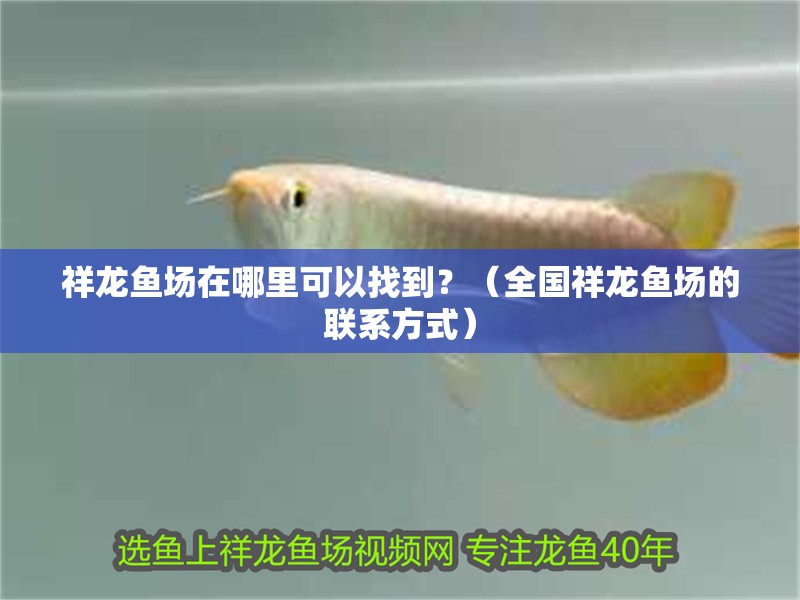 祥龍魚場在哪里可以找到？（全國祥龍魚場的聯系方式）