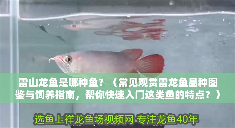 雷山龍魚是哪種魚？（常見觀賞雷龍魚品種圖鑒與飼養指南，幫你快速入門這類魚的特點？） 雷山龍魚是哪種魚？（常見觀賞雷龍魚品種圖鑒與飼養指南，幫你快速入門這類魚的特點？） 龍魚百科