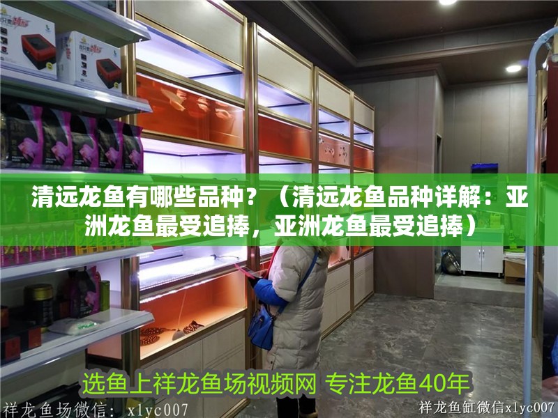 清遠龍魚有哪些品種？（清遠龍魚品種詳解：亞洲龍魚最受追捧，亞洲龍魚最受追捧）