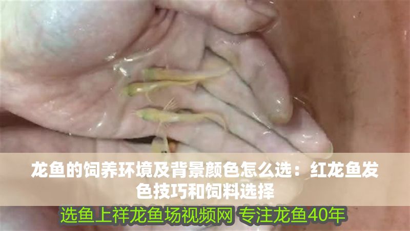 龍魚的飼養環境及背景顏色怎么選：紅龍魚發色技巧和飼料選擇