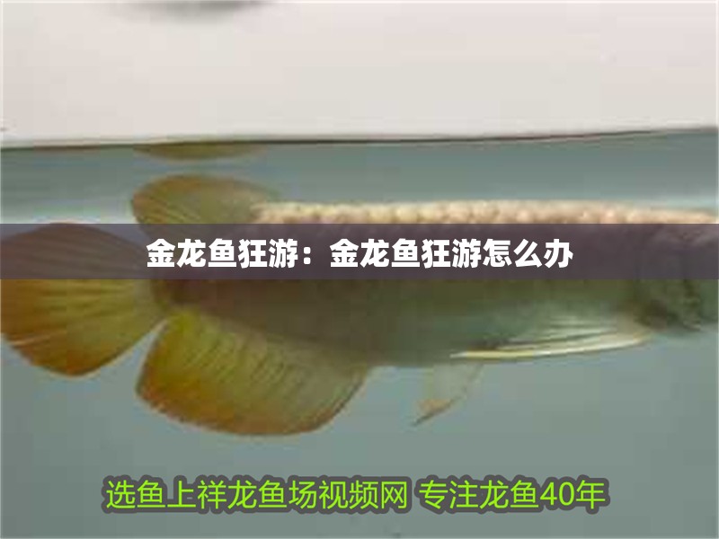 金龍魚狂游：金龍魚狂游怎么辦