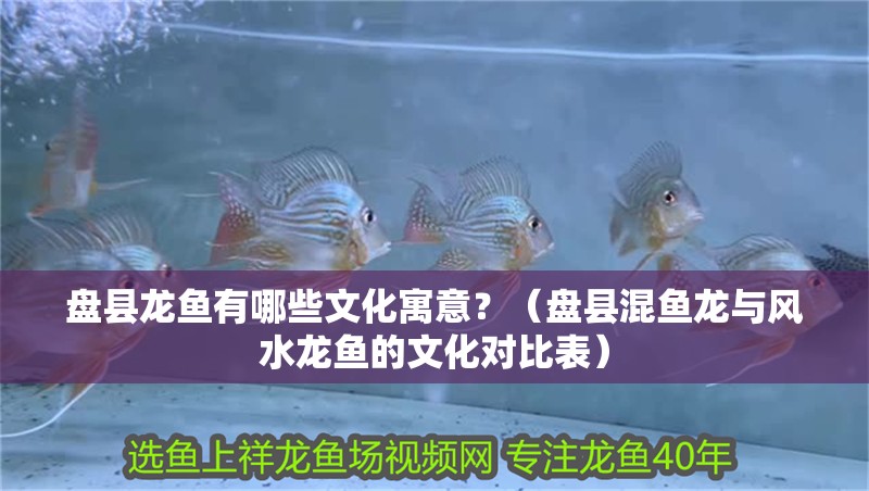 盤縣龍魚有哪些文化寓意？（盤縣混魚龍與風水龍魚的文化對比表）