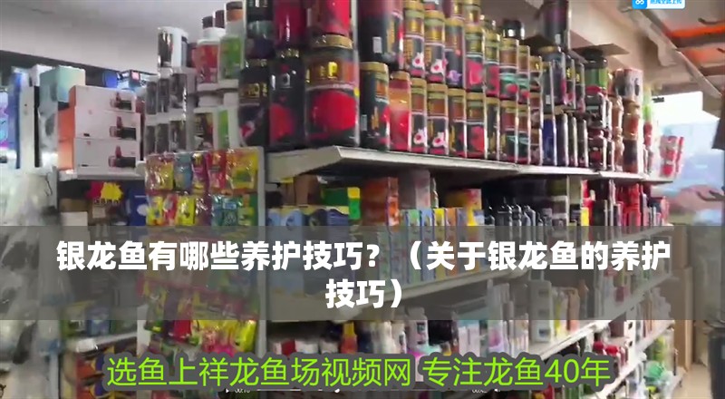 銀龍魚有哪些養護技巧？（關于銀龍魚的養護技巧） 銀龍魚有哪些養護技巧？（關于銀龍魚的養護技巧） 龍魚百科