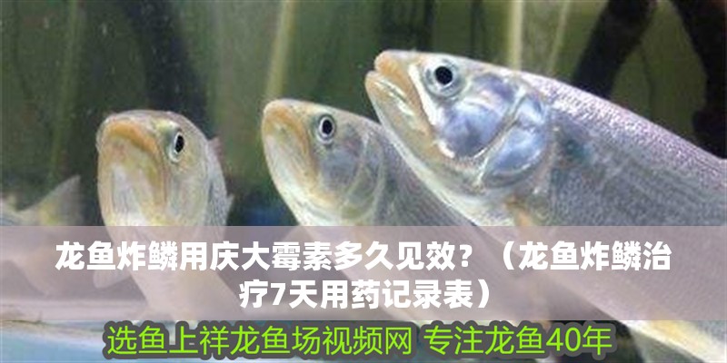 龍魚炸鱗用慶大霉素多久見效？（龍魚炸鱗治療7天用藥記錄表）