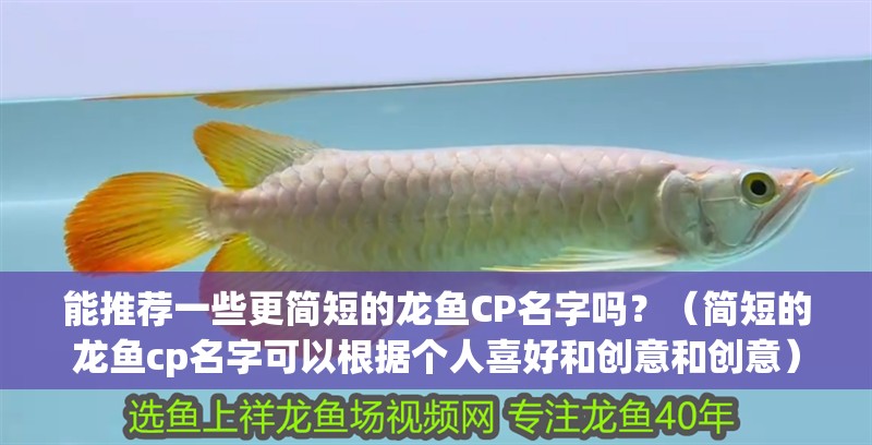 能推薦一些更簡(jiǎn)短的龍魚CP名字嗎？（簡(jiǎn)短的龍魚cp名字可以根據(jù)個(gè)人喜好和創(chuàng)意和創(chuàng)意）
