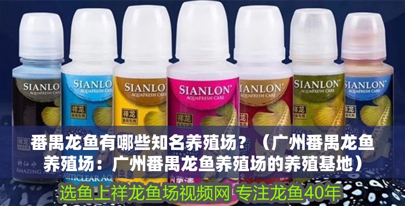 番禺龍魚有哪些知名養殖場？（廣州番禺龍魚養殖場：廣州番禺龍魚養殖場的養殖基地）