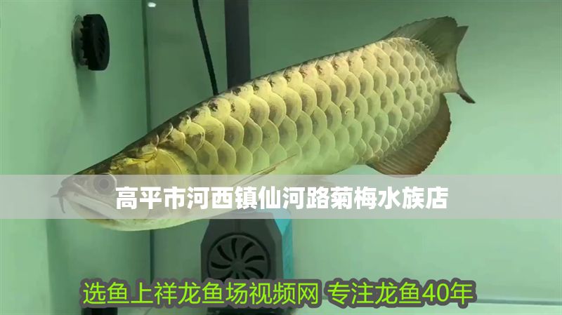 高平市河西鎮仙河路菊梅水族店