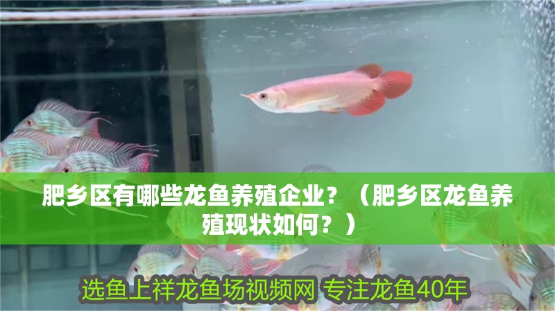 肥鄉區有哪些龍魚養殖企業？（肥鄉區龍魚養殖現狀如何？）