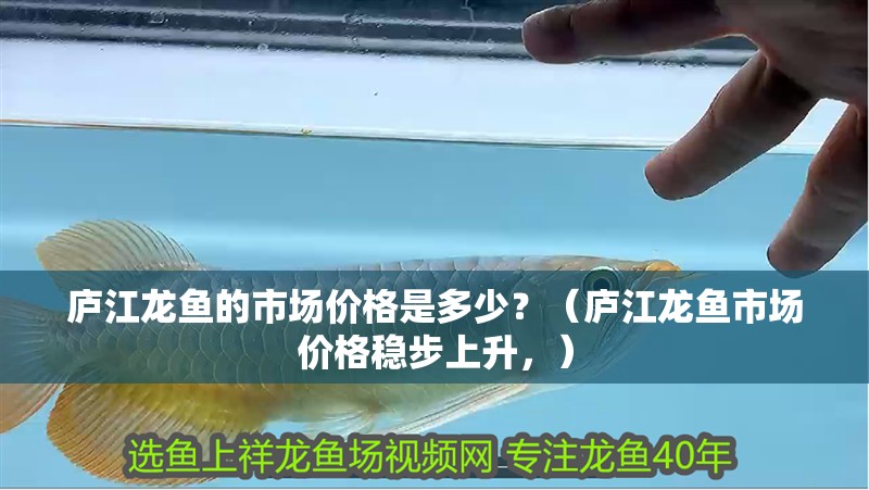 廬江龍魚的市場價格是多少？（廬江龍魚市場價格穩步上升，）