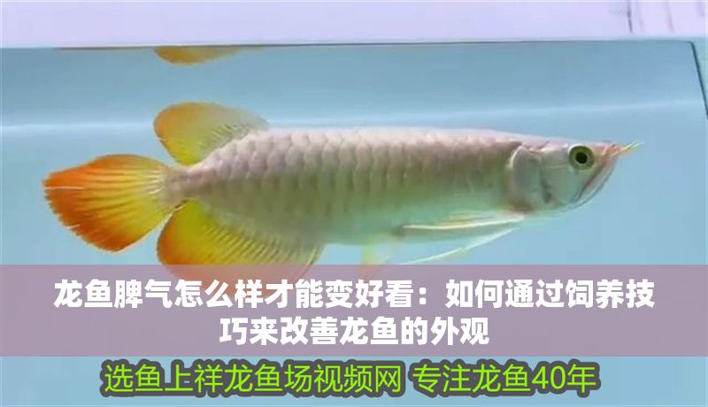 龍魚脾氣怎么樣才能變好看：如何通過飼養(yǎng)技巧來改善龍魚的外觀