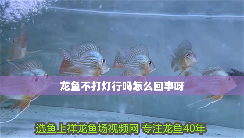 龍魚不打燈行嗎怎么回事呀