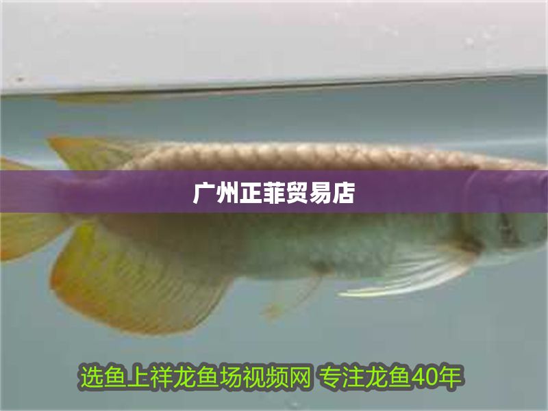 廣州正菲貿(mào)易店 廣州正菲貿(mào)易店 全國(guó)水族館企業(yè)名錄 第1張