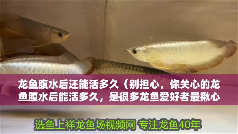 龍魚腹水后還能活多久（別擔心，你關心的龍魚腹水后能活多久，是很多龍魚愛好者最揪心的問題）