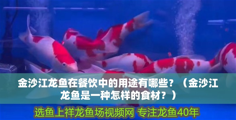 <strong><mark>金沙</mark></strong>江龍魚在餐飲中的用途有哪些？（<strong><mark>金沙</mark></strong>江龍魚是一種怎樣的食材？）