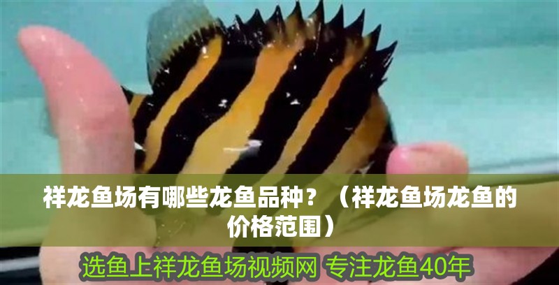 祥龍魚場有哪些龍魚品種？（祥龍魚場龍魚的價格范圍） 祥龍魚場有哪些龍魚品種？（祥龍魚場龍魚的價格范圍） 龍魚百科