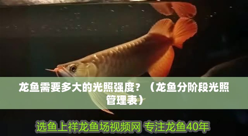 龍魚(yú)需要多大的光照強(qiáng)度？（龍魚(yú)分階段光照管理表）