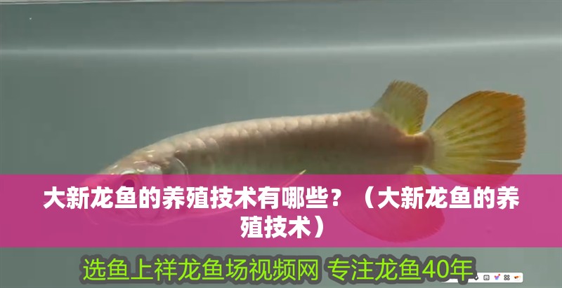 大新龍魚的養殖技術有哪些？（大新龍魚的養殖技術）