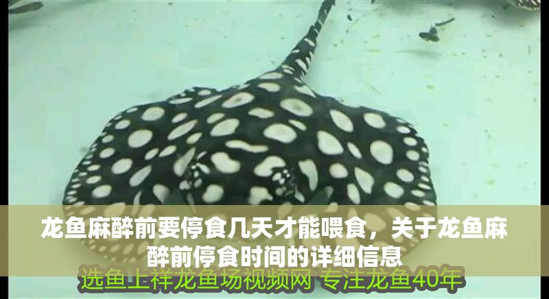 龍魚麻醉前要停食幾天才能喂食，關(guān)于龍魚麻醉前停食時(shí)間的詳細(xì)信息